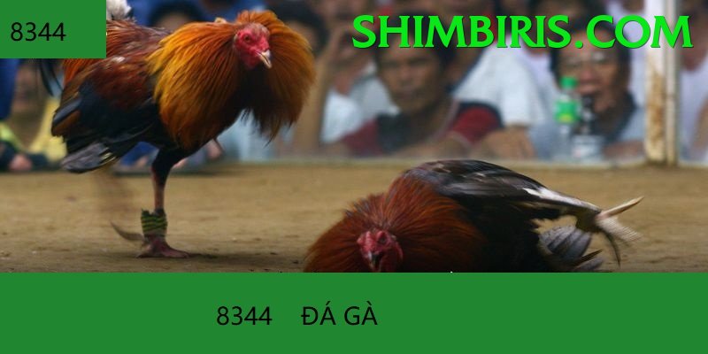 Đá Gà Trực Tiếp - Trải nghiệm tuyệt vời