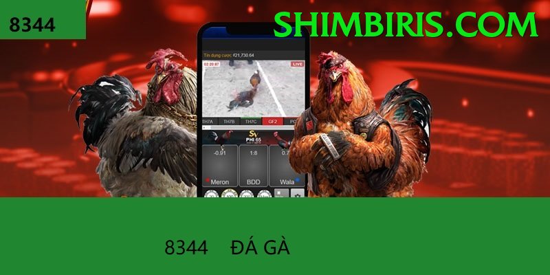 Đá Gà Trực Tiếp - Ưu đãi đặc biệt